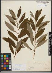 Foto von Salix triandra subsp. amygdalina (L.) Schübl. & G. Martens